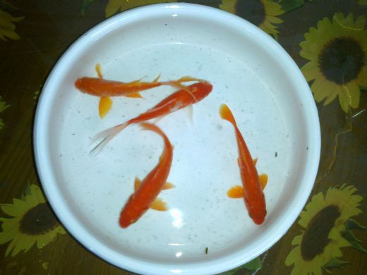 项目:四条小锦鲤+ 花鸟市场 $6 2011